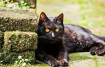 《男友地牢》今日登陆PS5 Steam获特别好评